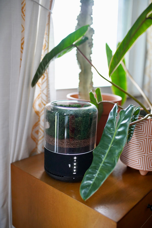 Briiv air filter next to houseplants