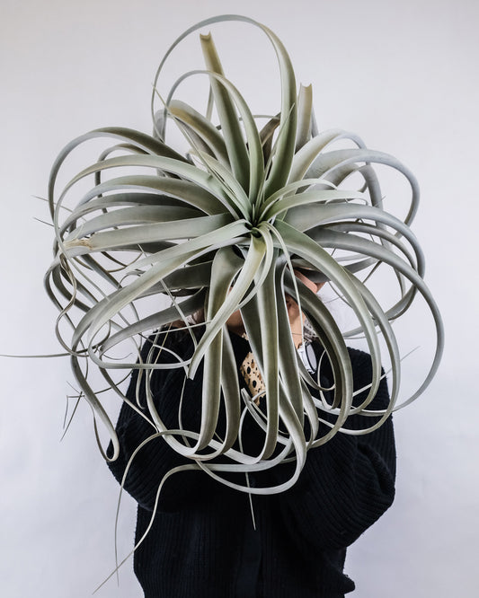 person holding tillandsia