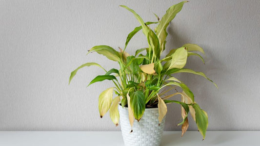 How to Revive a Dying Plant