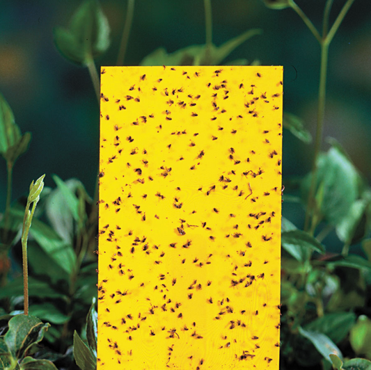 Houseplant Pest Management - Common Pests and Treatments