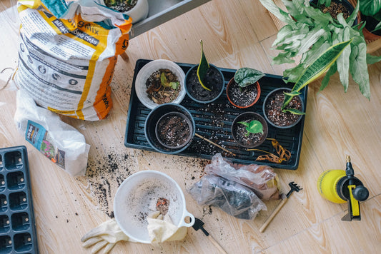 When Do I Need To Repot My Houseplants?