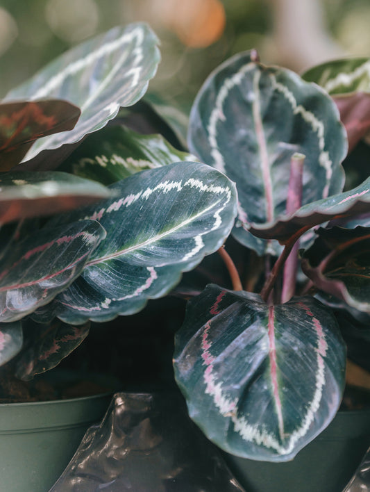Calathea Care - Houseplant 101