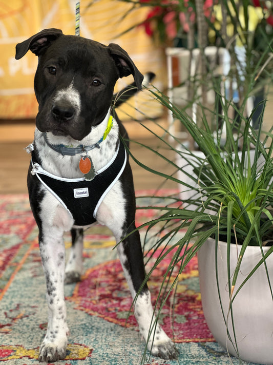 dog standing next to ponytail palm houseplant