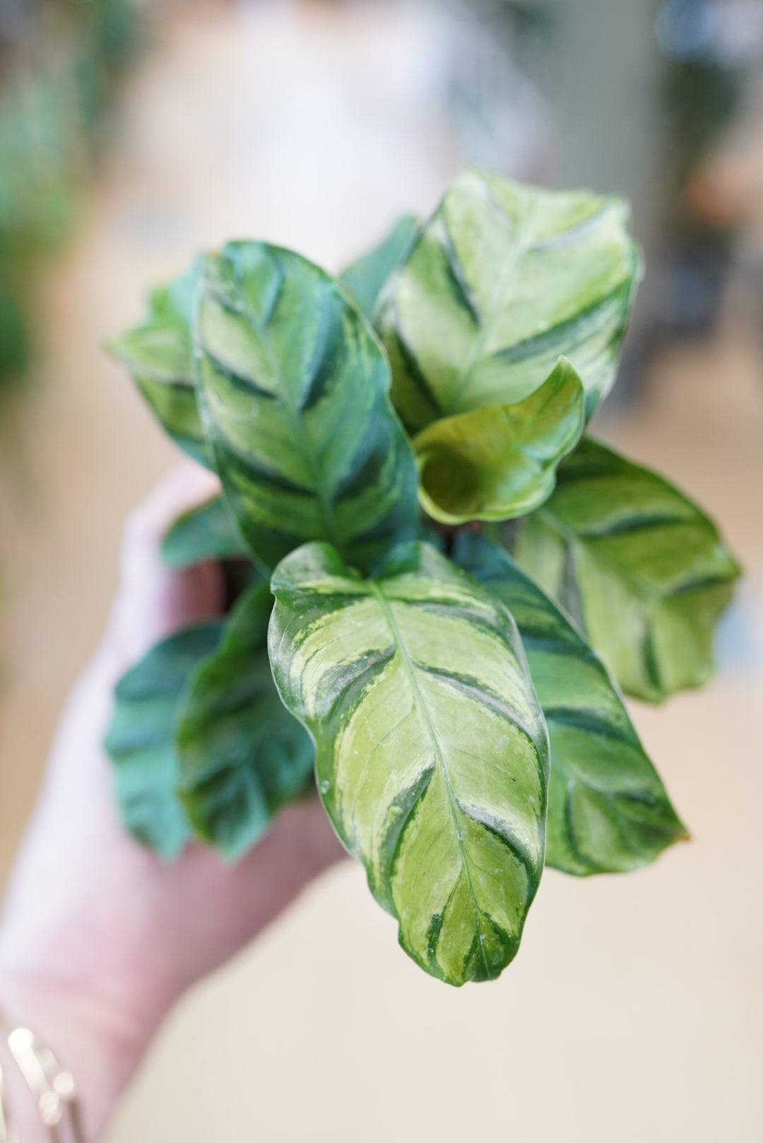Calathea louisae 'Misto'