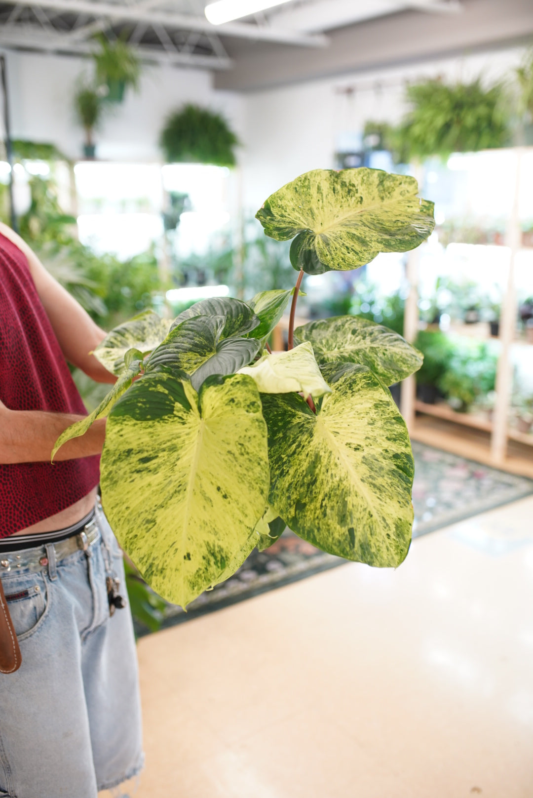 Variegated Homalomena rubescens – Ruby Flora Plant Shop