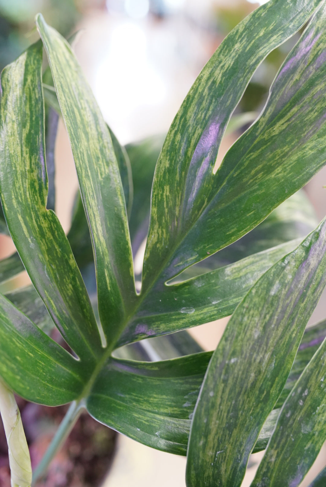 Variegated Rhaphidophora Decursiva