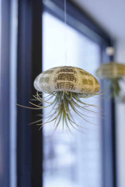 Tillandsia - Air Plants