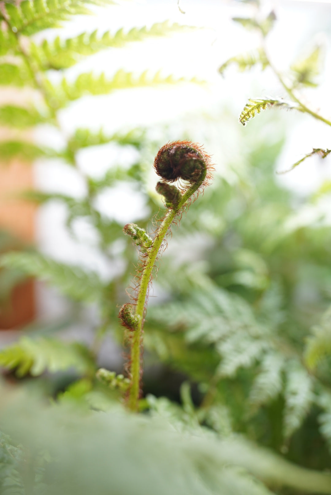 Australian Tree Fern