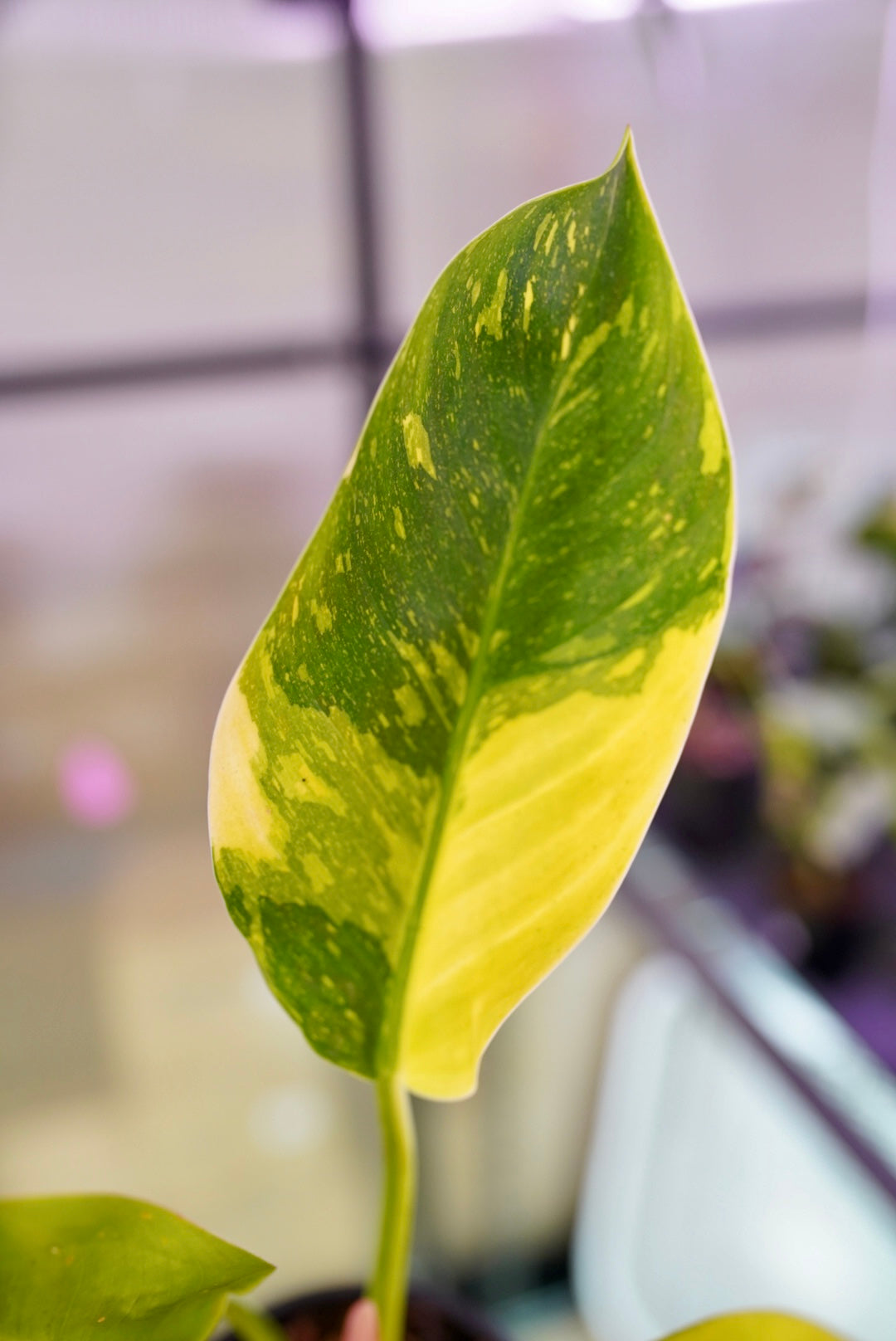 Variegated Philodendron Green Nuclear Congo (hybrid)