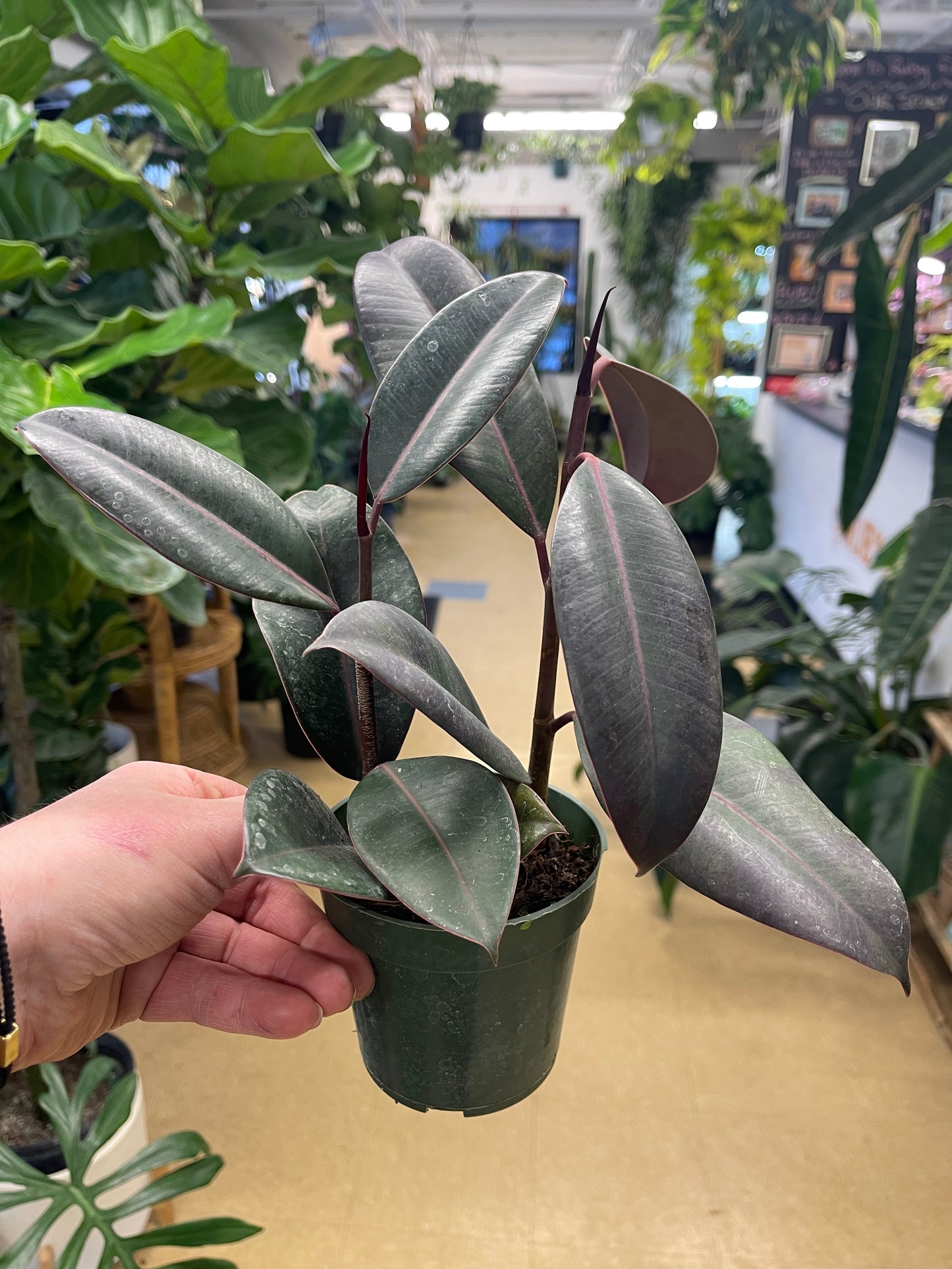 Ficus Elastica 'Burgandy' - Rubber Plant