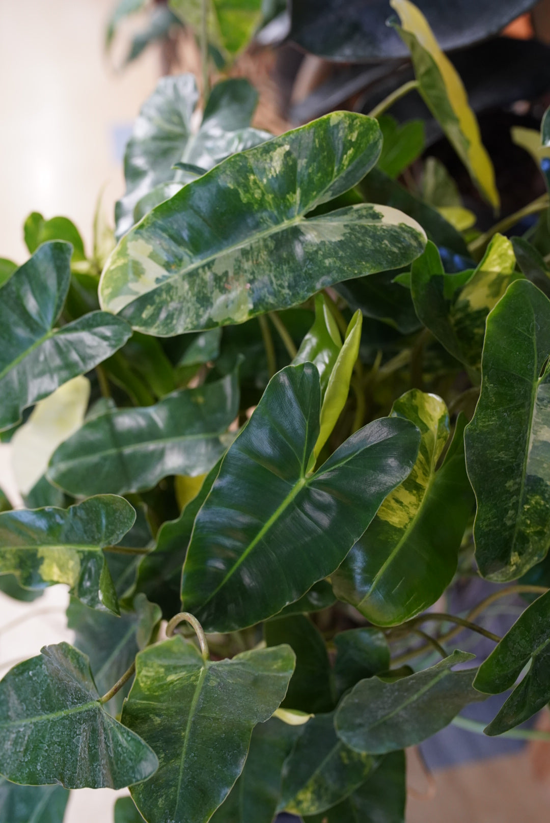 Philodendron Burle Marx Variegated
