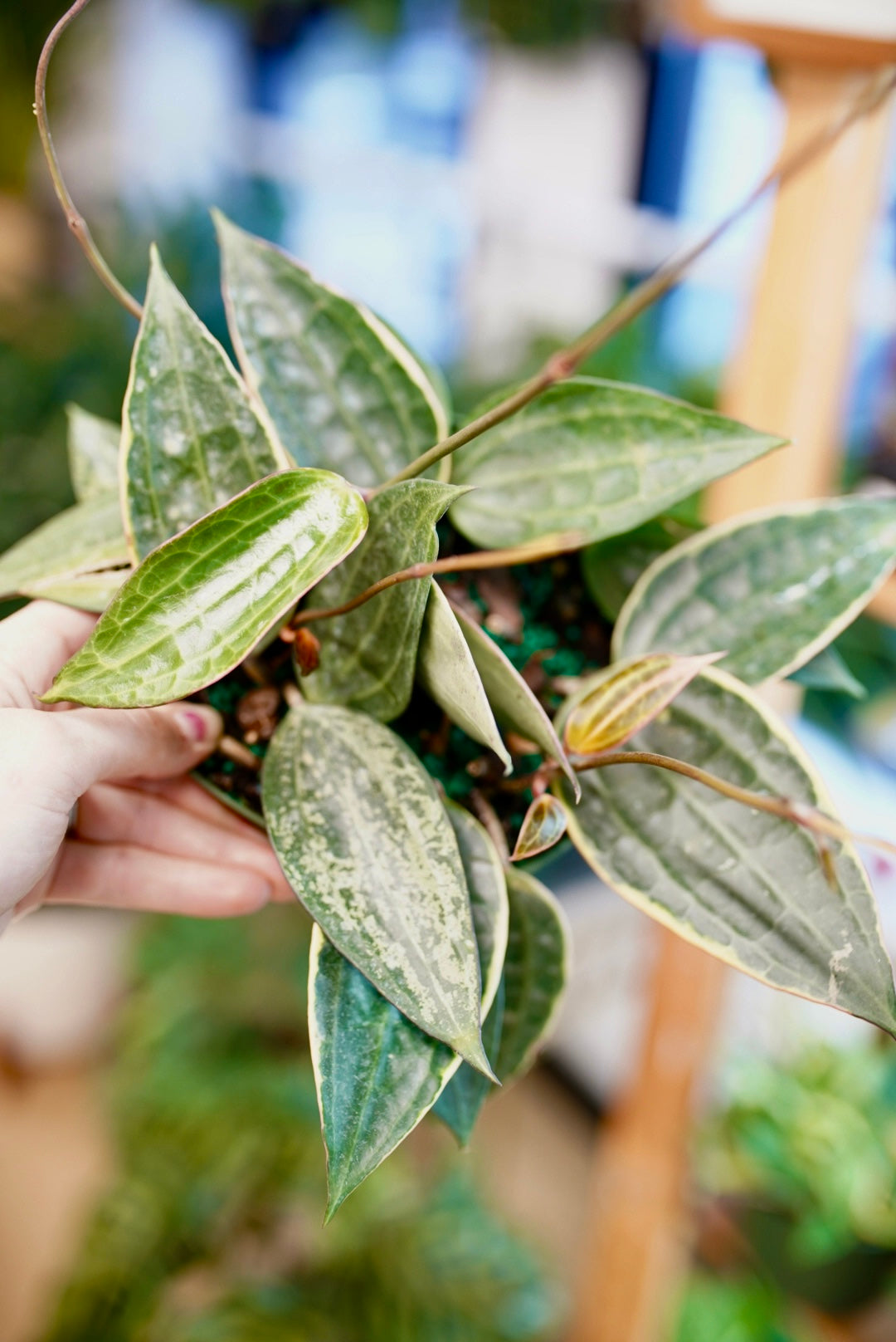 Hoya Macrophylla 'Variegata'