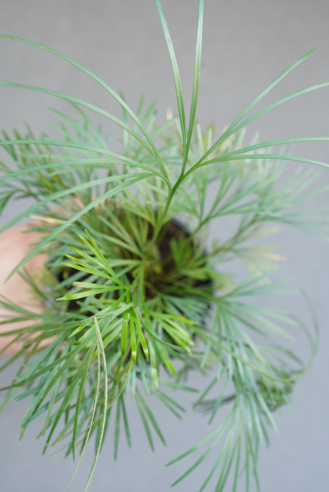 Eyelash Fern
