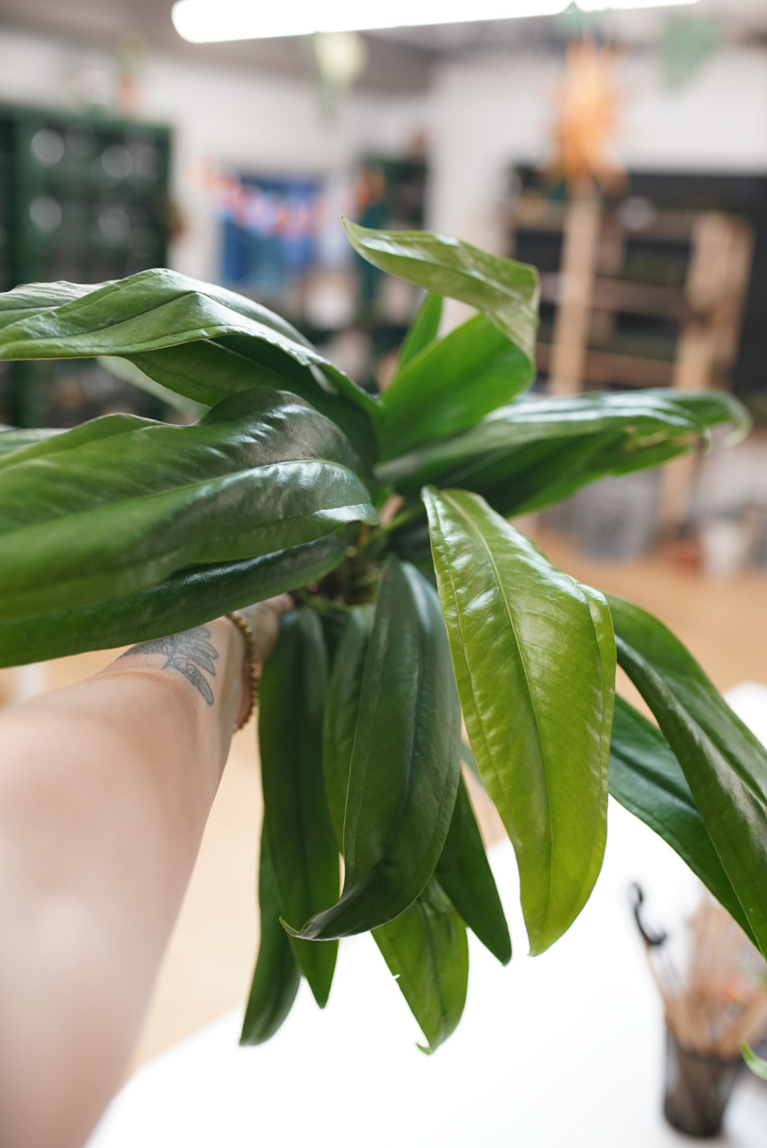 Anthurium bakeri