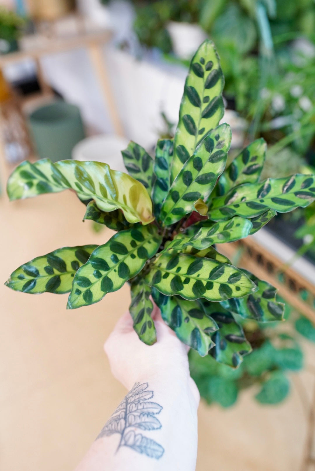 Calathea Lancifolia (Rattlesnake)