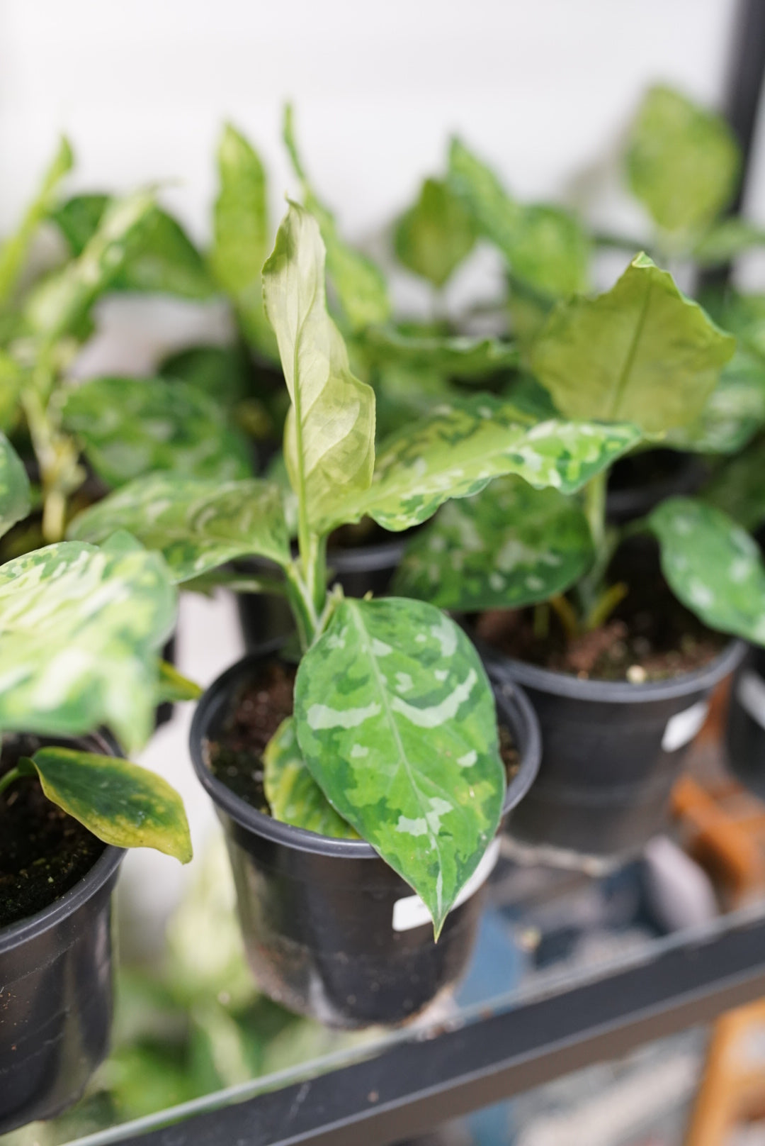 Aglaonema Pictum Tricolor