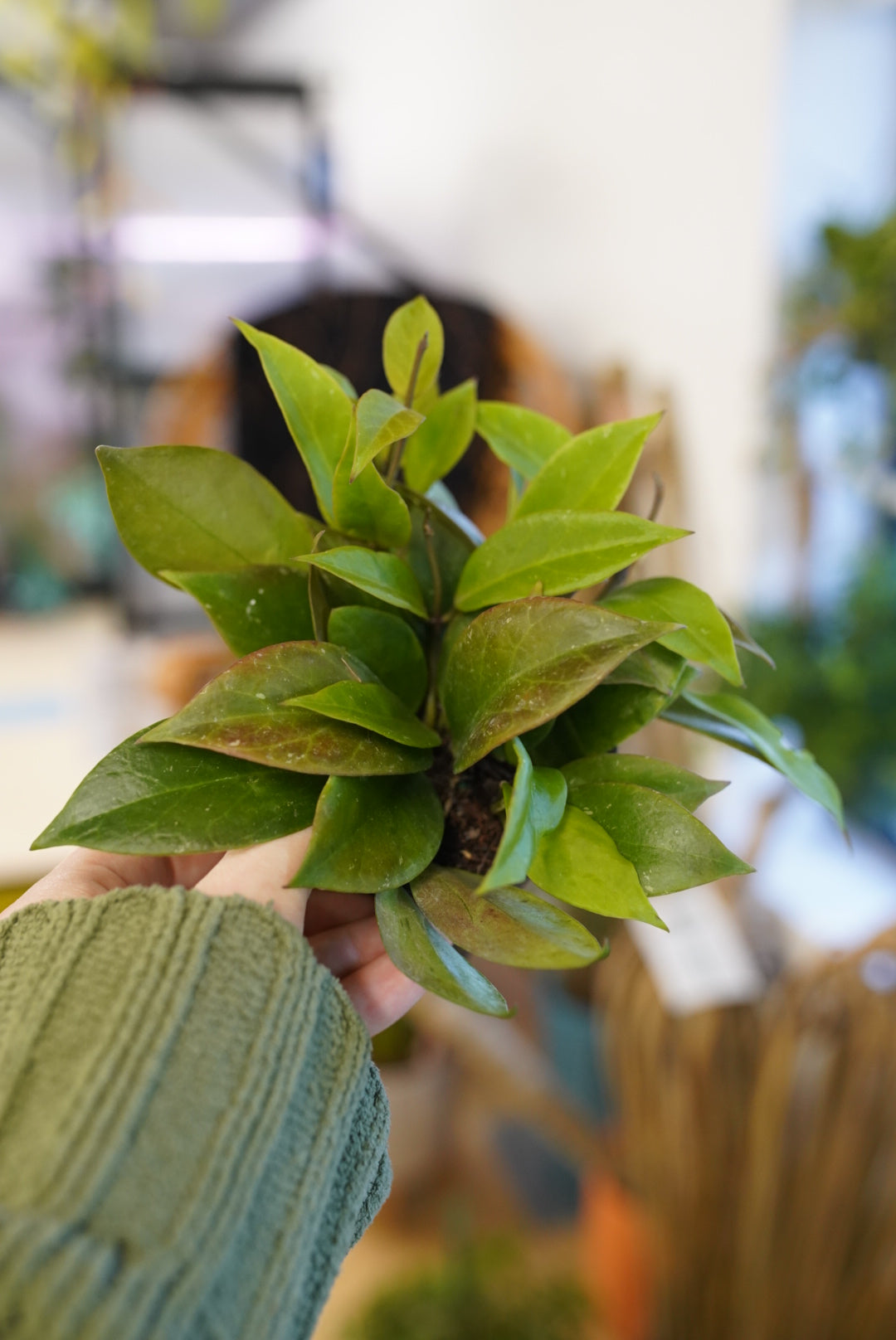 Hoya Sunrise