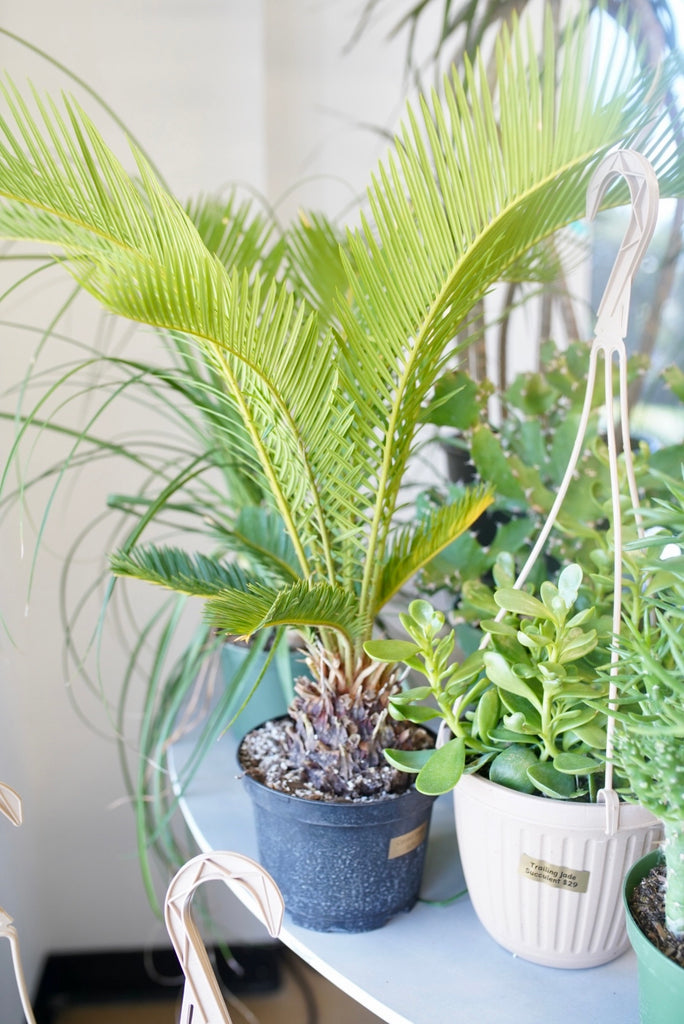 Sago Palm