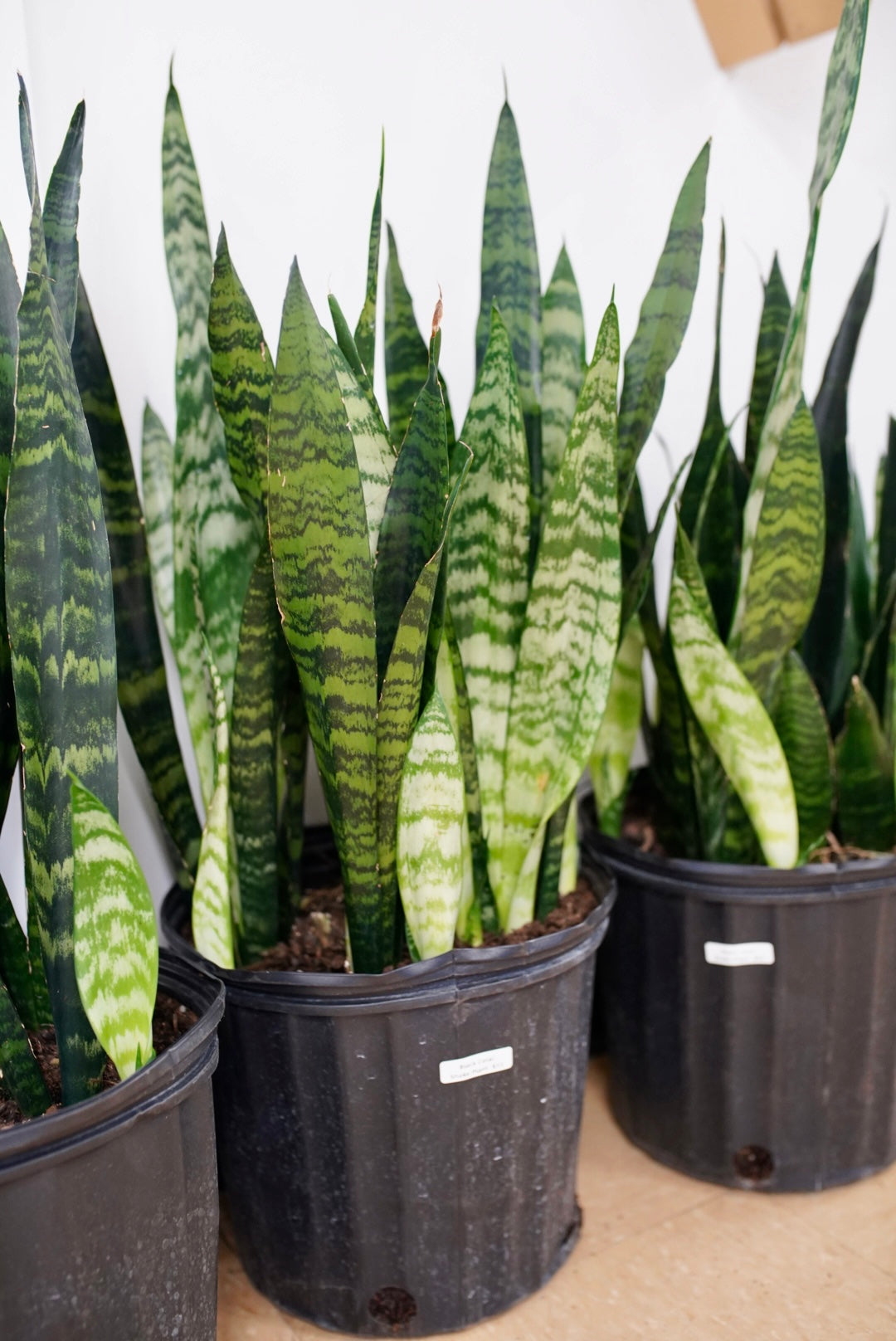 Sansevieria Black Coral