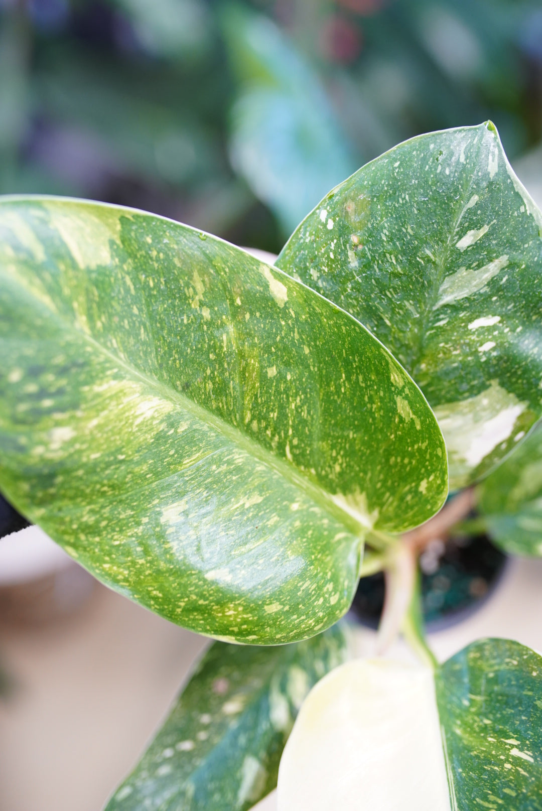 Variegated Philodendron Green Nuclear Congo (hybrid)