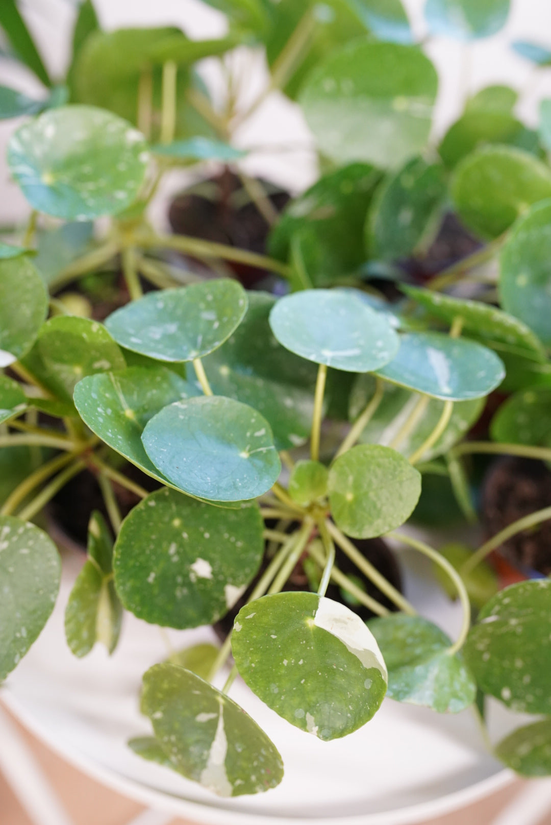 Pilea Peperomioides 'White Splash'