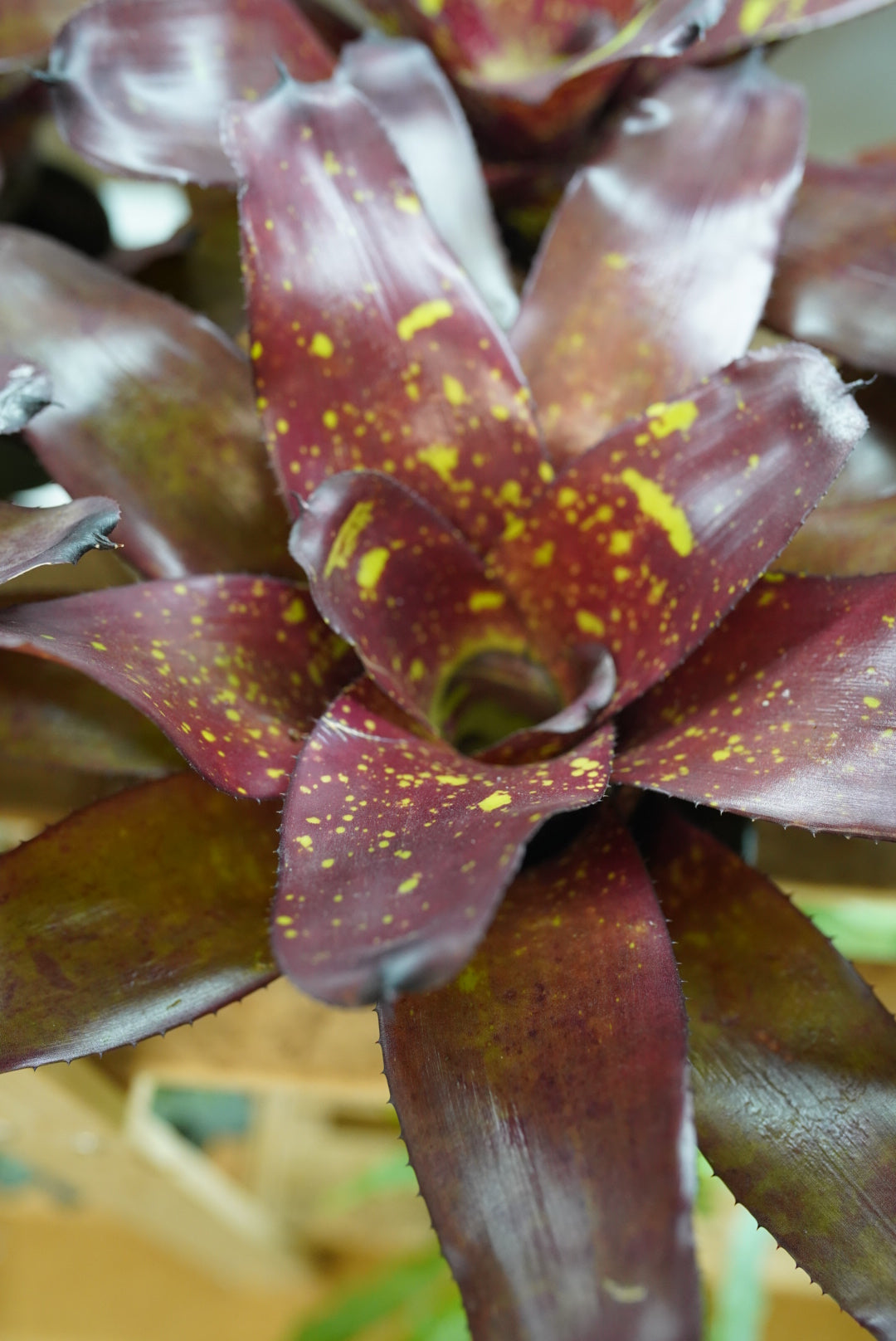 Bromeliad Neoregelia 'Green Eyes'