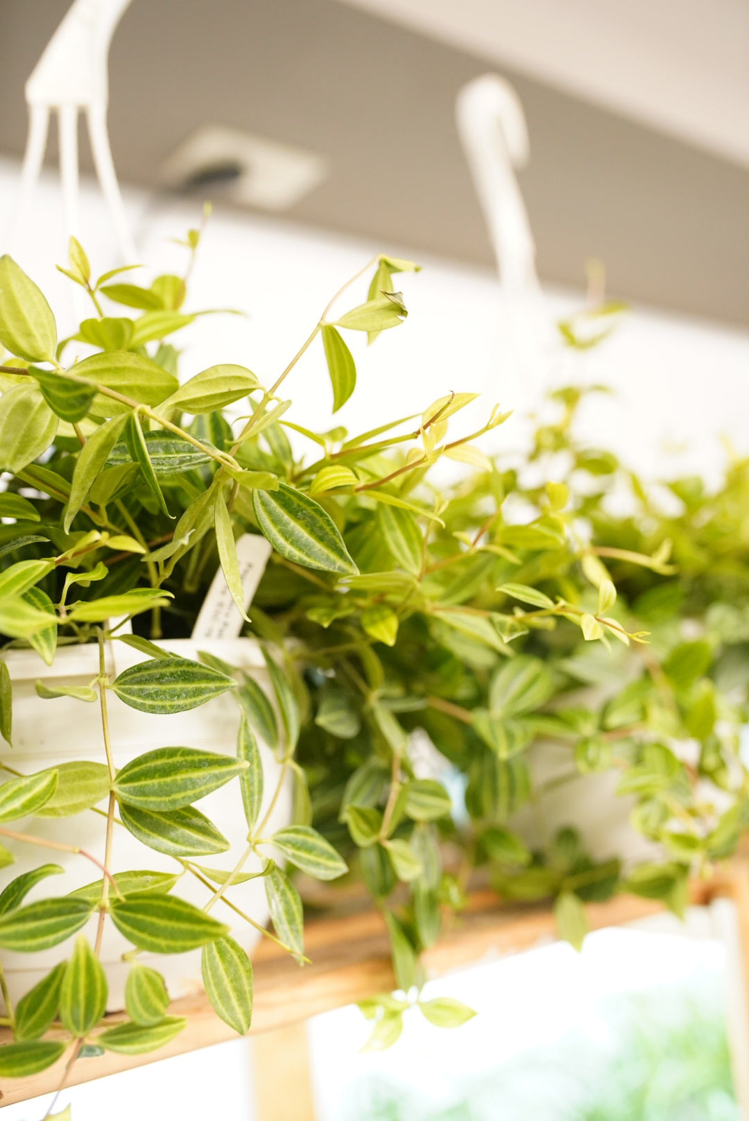 Peperomia puteolata
