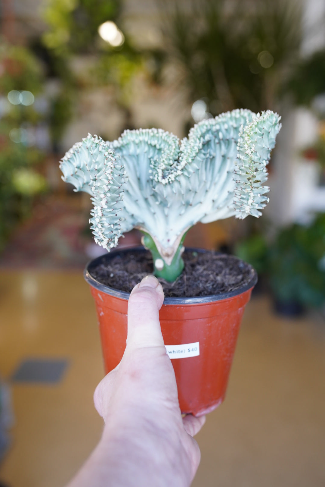 Euphorbia Lactea - Coral Cacti (grafted)