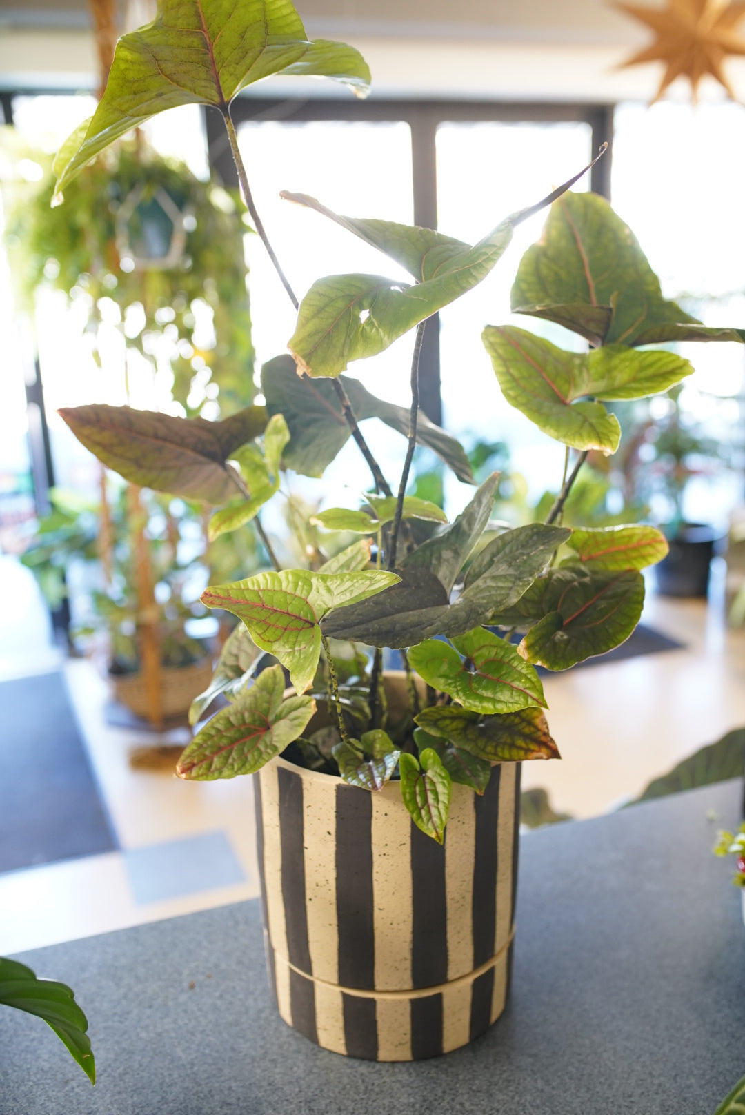 A potted Calathea Oxyrhinca plant with green and reddish leaves, housed in a black and beige vertically striped ceramic pot, set on a gray tabletop in a bright indoor environment.