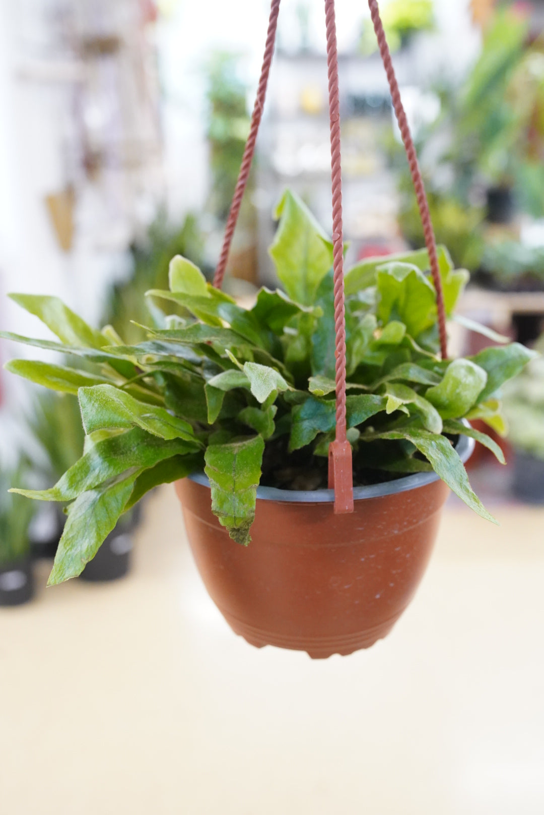 Hart's-Tongue Fern
