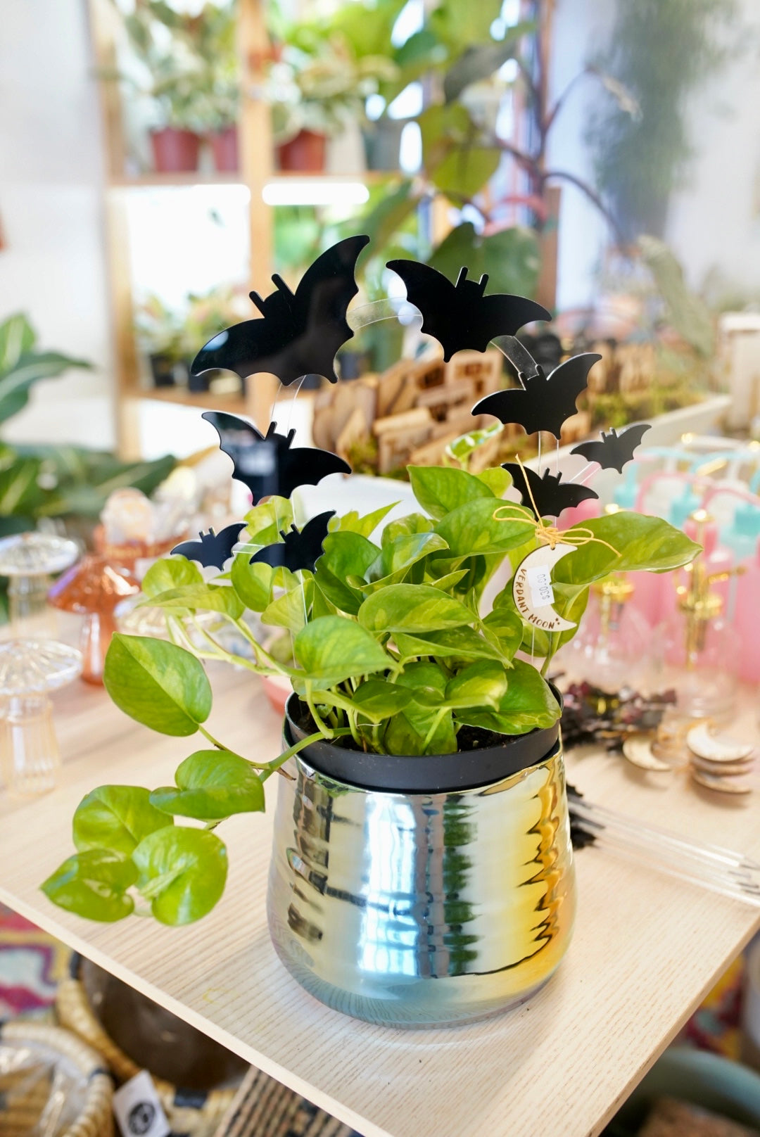 bat plant pot Bat Plant Trellis