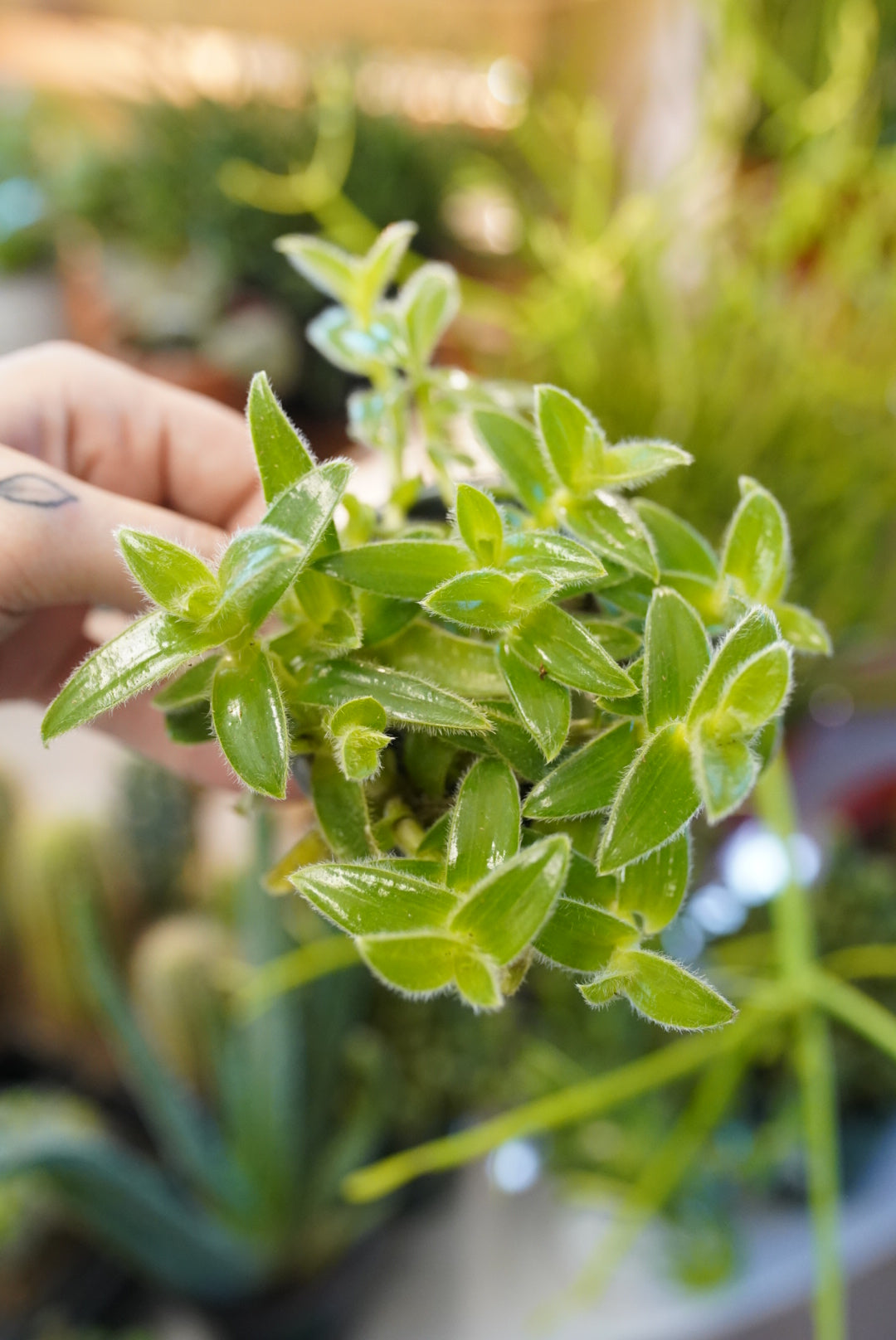 Kitten Ears (Cyanotis commelinaceae)