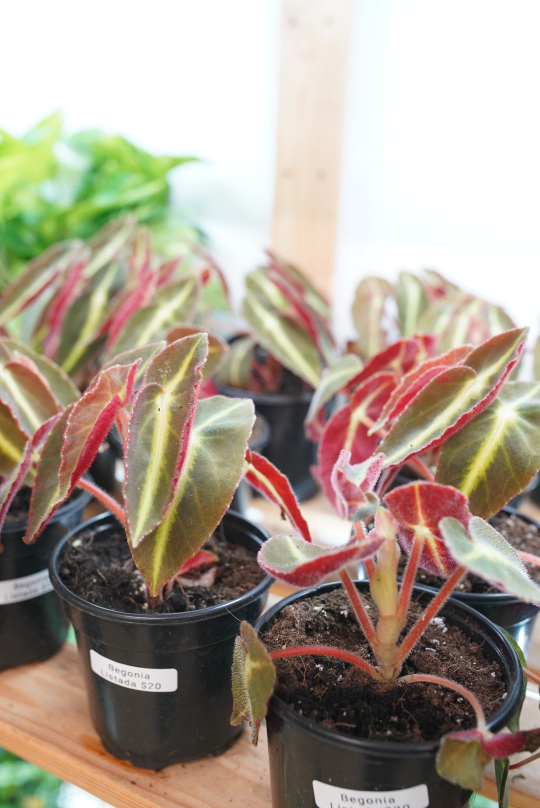 Begonia Listada