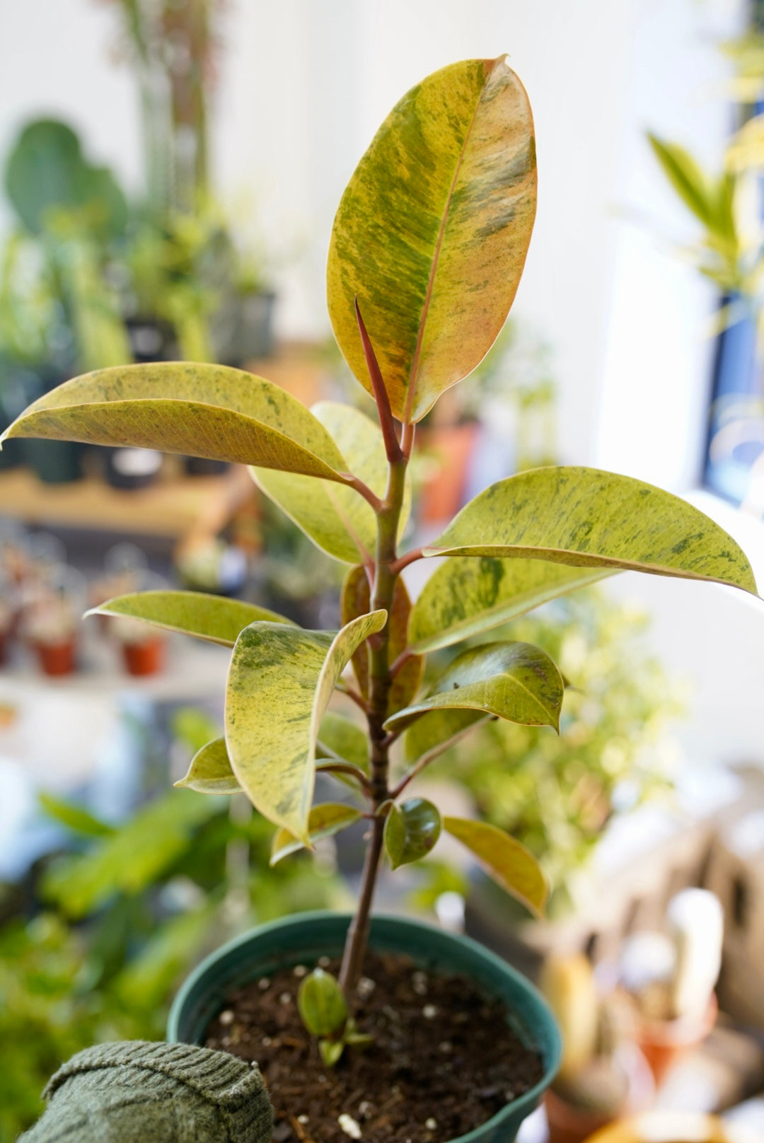 Ficus Moonshine Variegata "Shivereana"