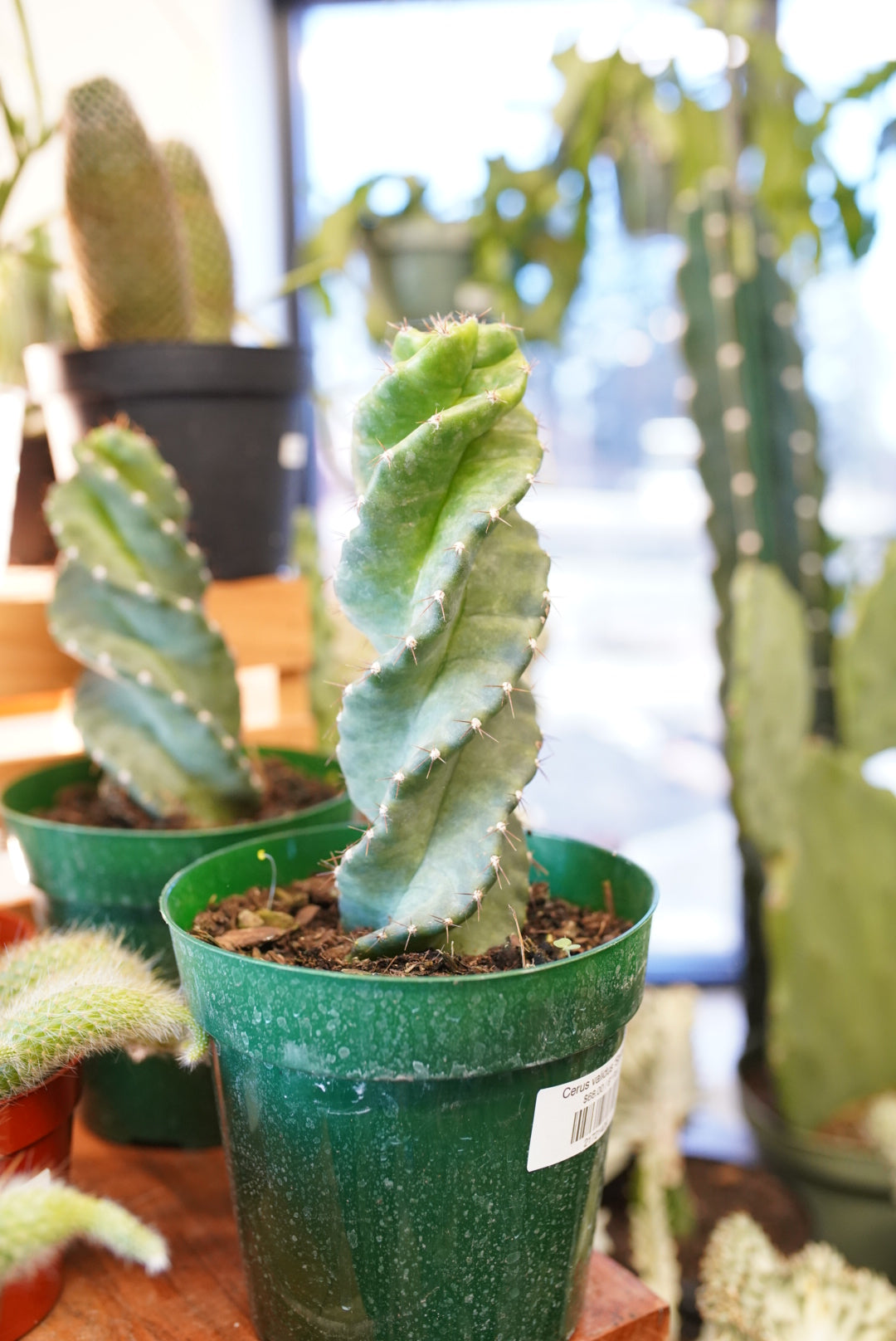 twisted succulent plant Cereus validus 'Spiralis'