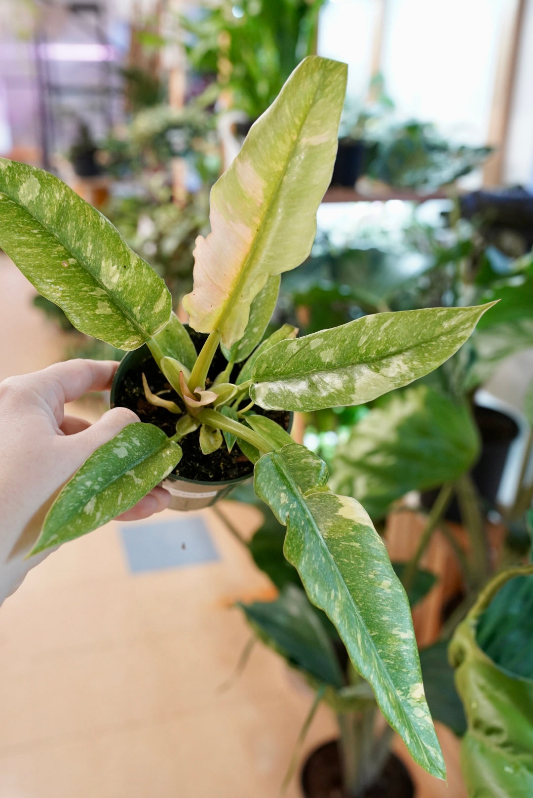 Philodendron Ring of Fire