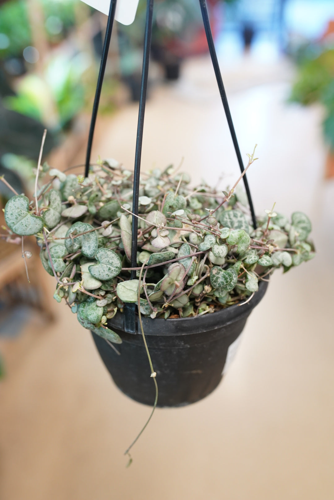 Ceropegia woodii 'Silver Glory'