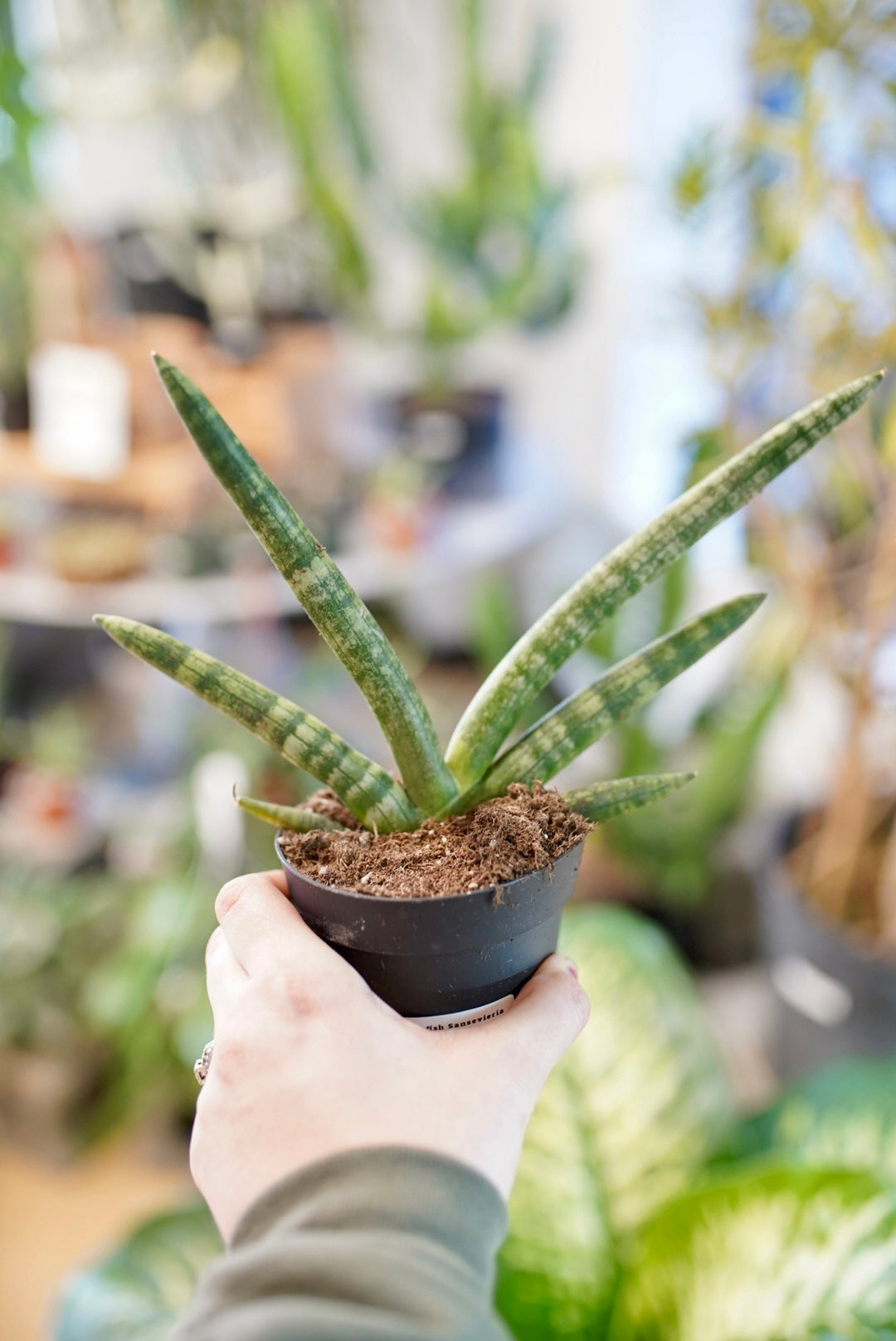 Sansevieria Starfish
