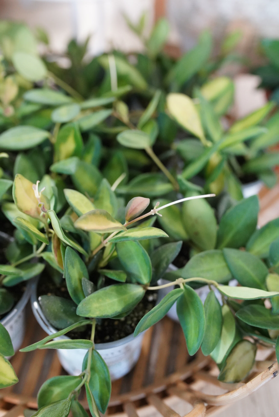 Hoya Burtoniae-Variegated