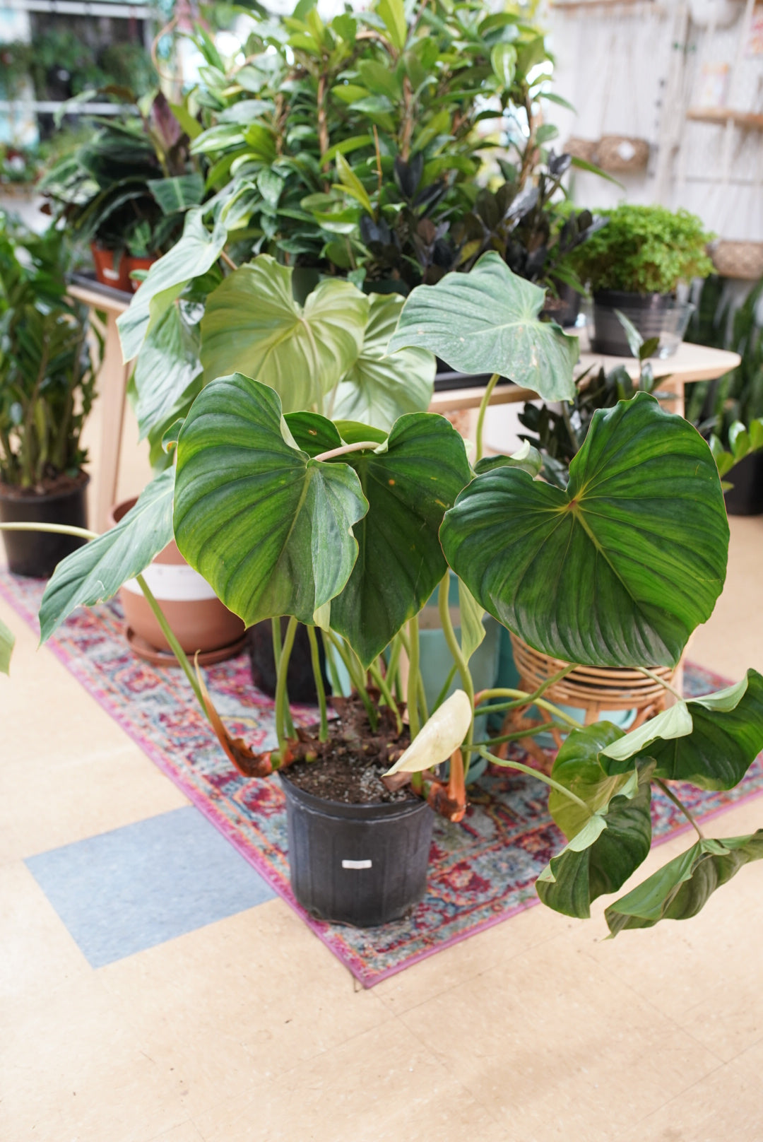 Philodendron Plowmanii