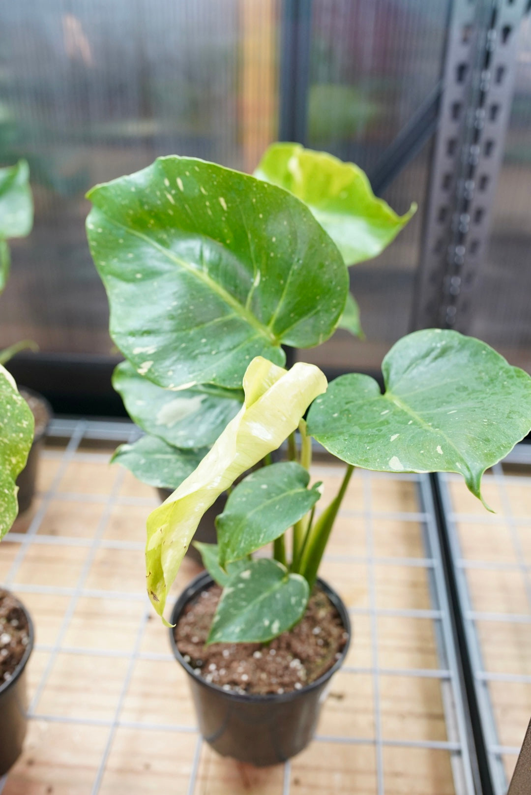 Monstera Thai Constellation