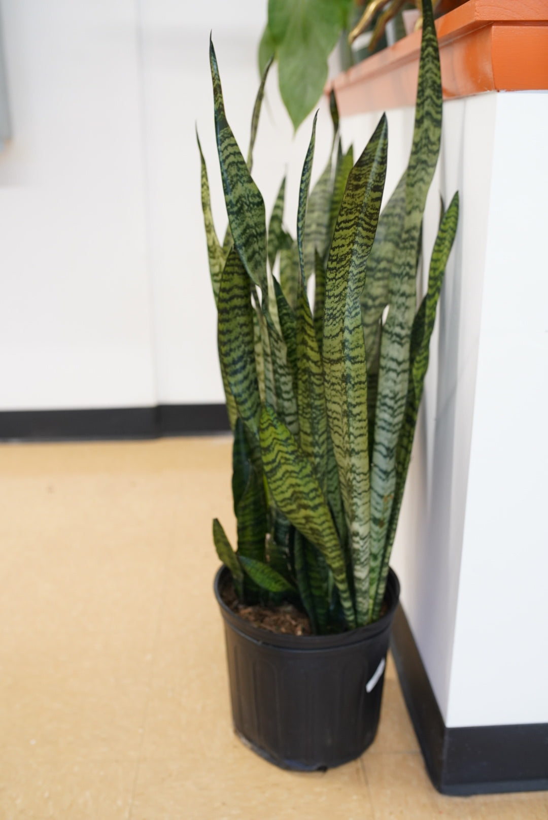 sansevieria zeylanica plant Sansevieria Zeylanica – Ruby Flora Plant Shop