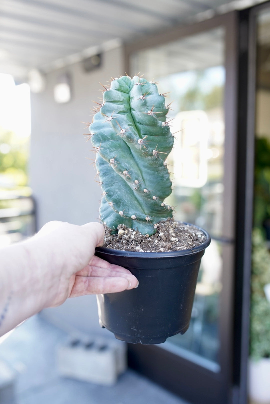 Cereus forbesii 'spiralis'