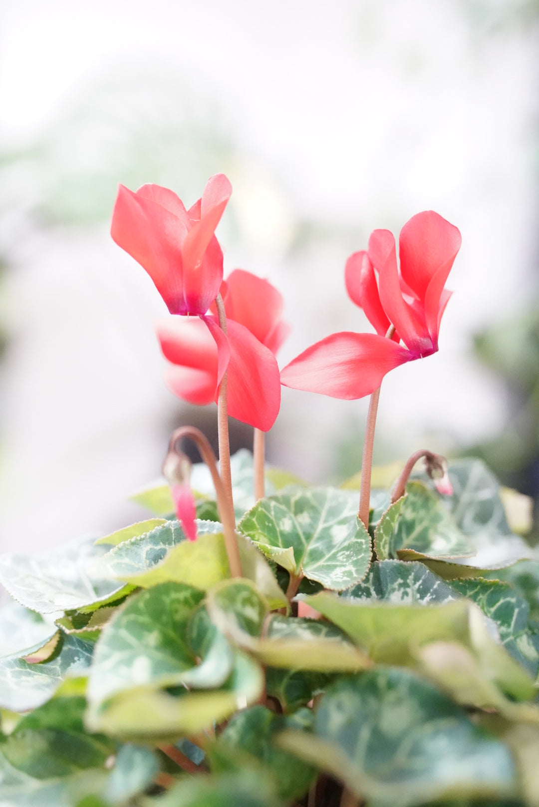 Cyclamen