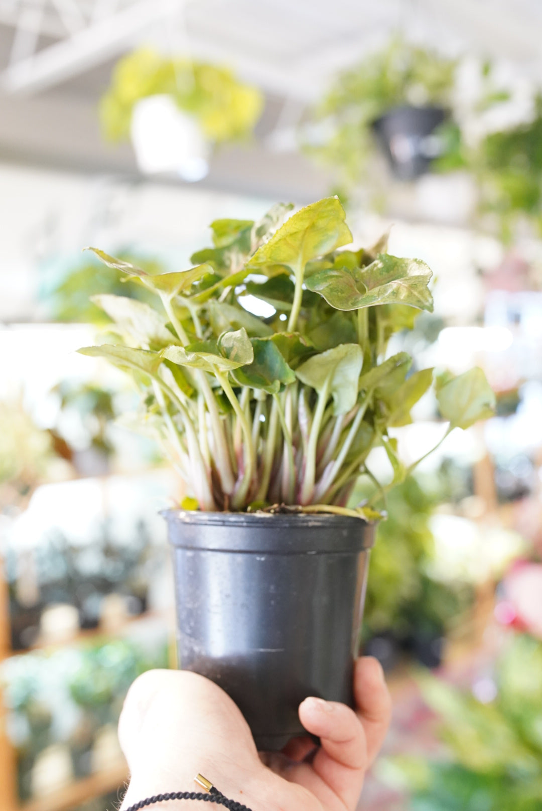 Syngonium Tiffany