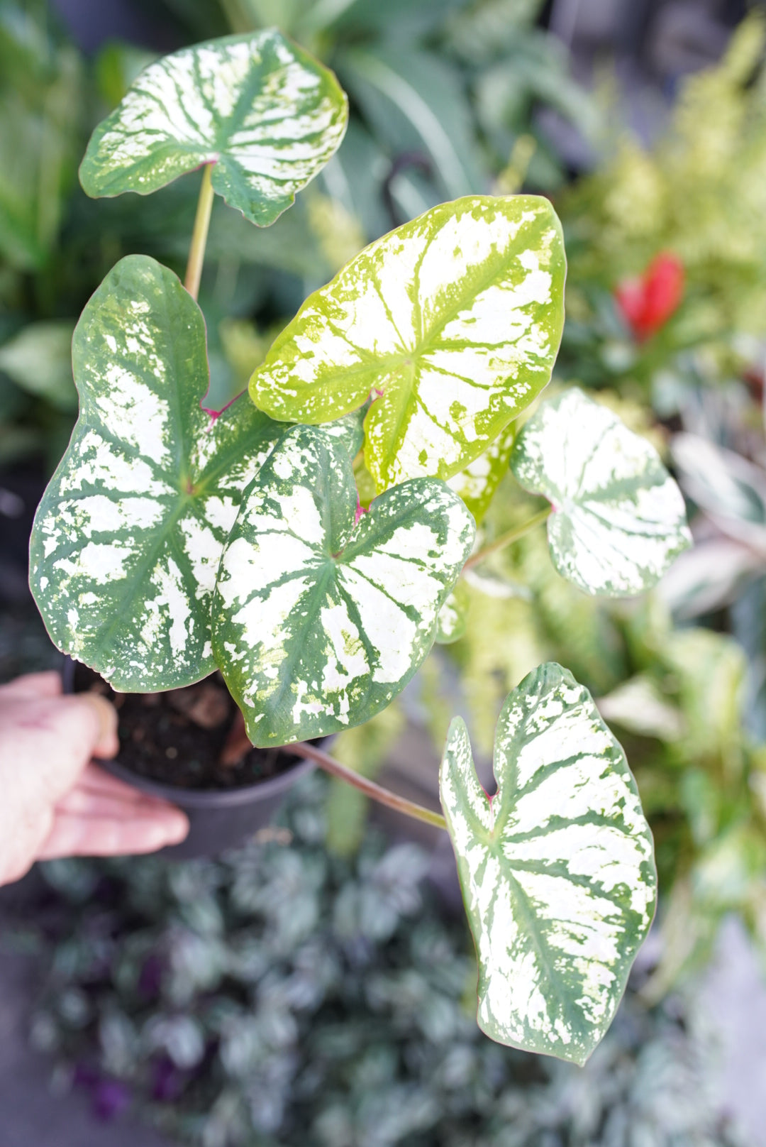 Caladium Monument 'white'