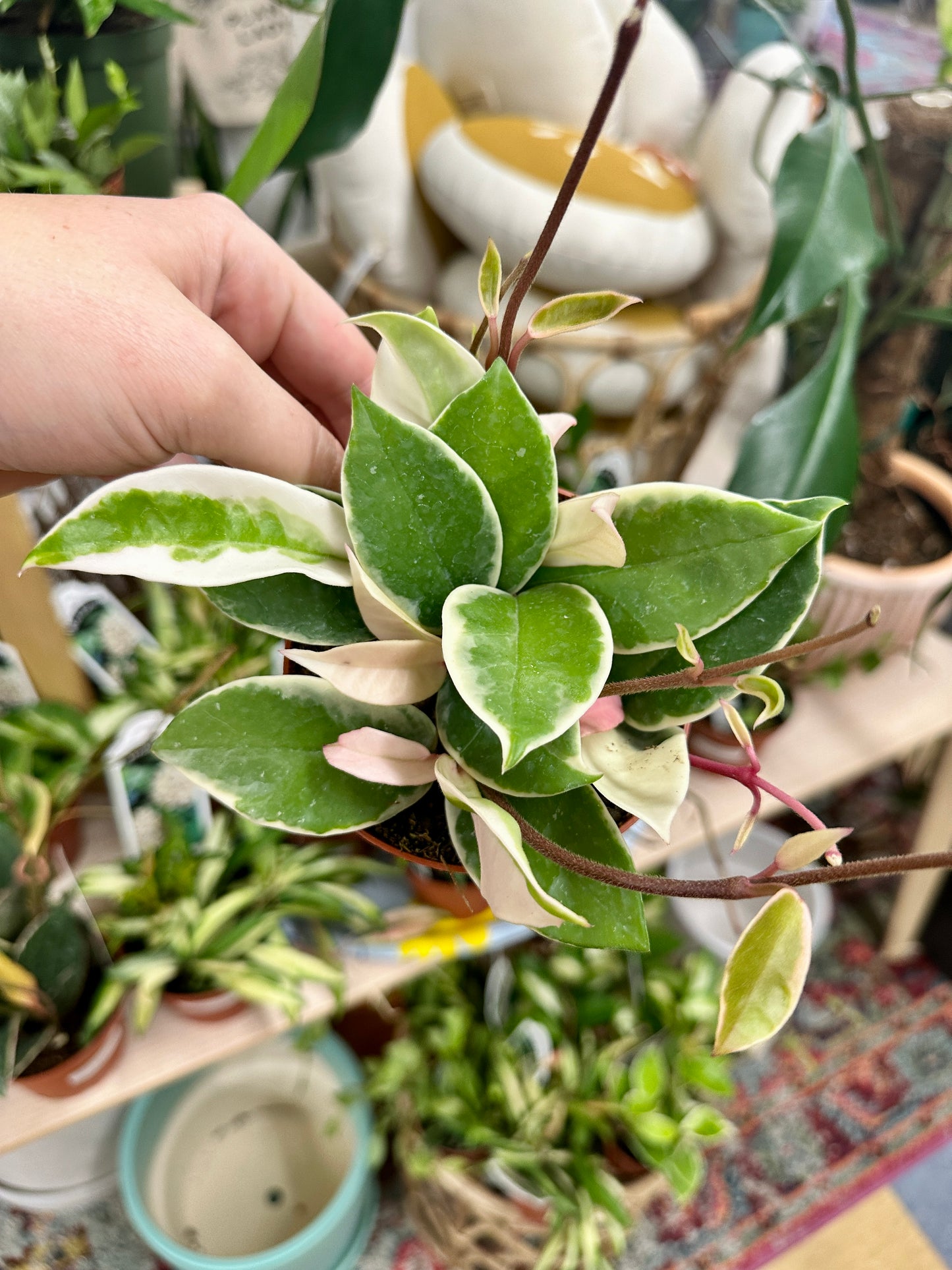 Hoya Carnosa 'Krimson Queen'