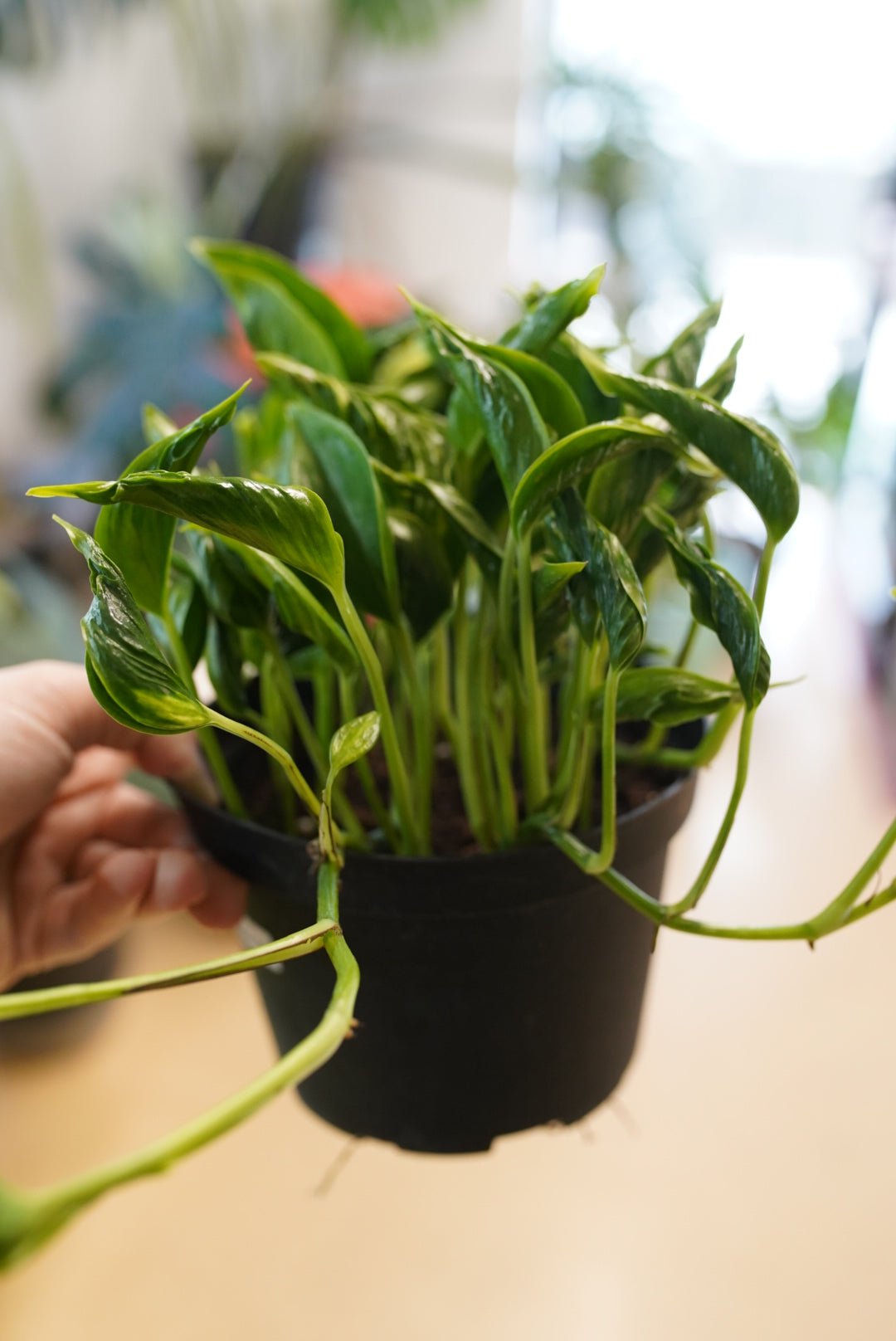 Epipremnum aureum 'Shangri La'