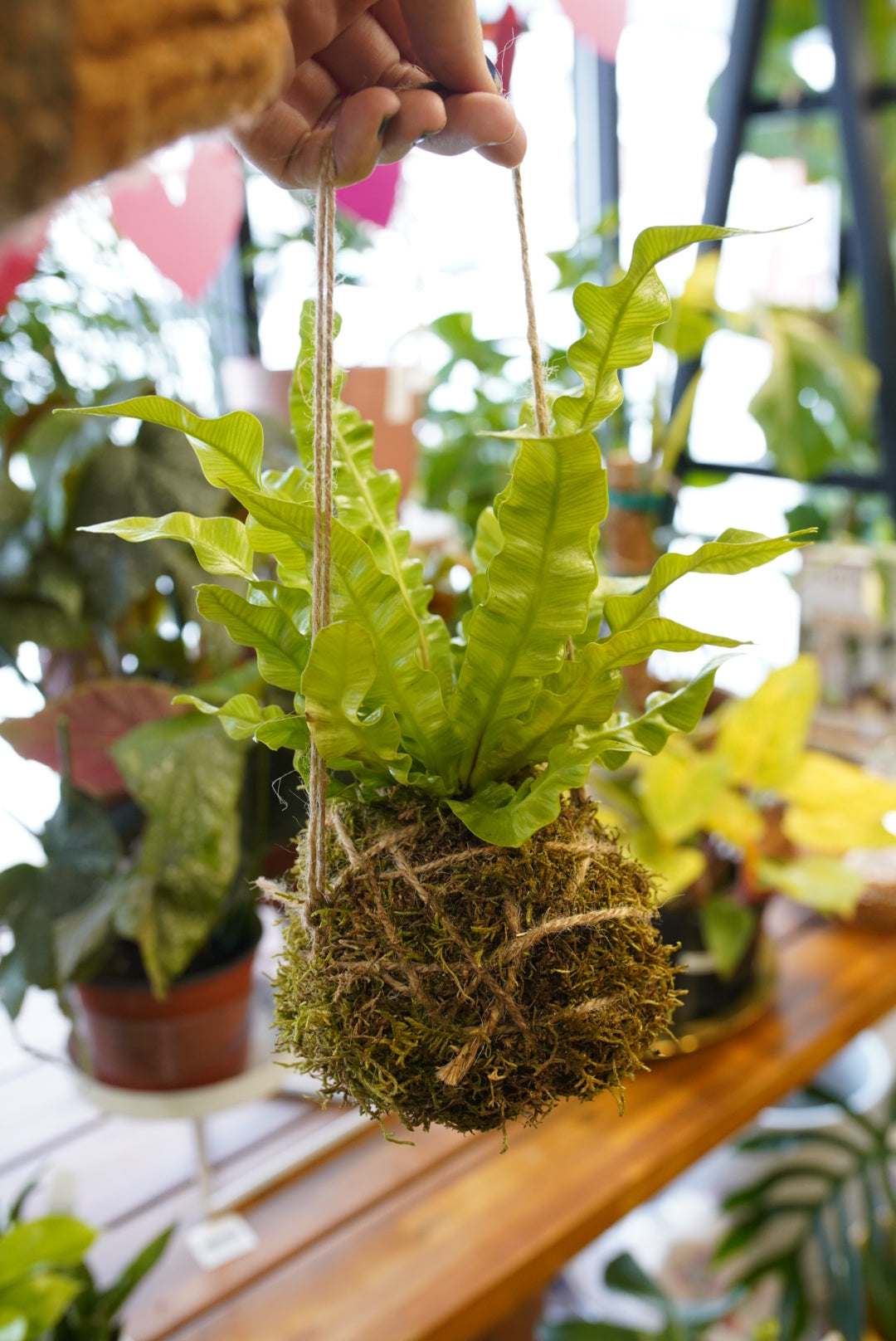 Kokedama Workshop - Sunday, July 20