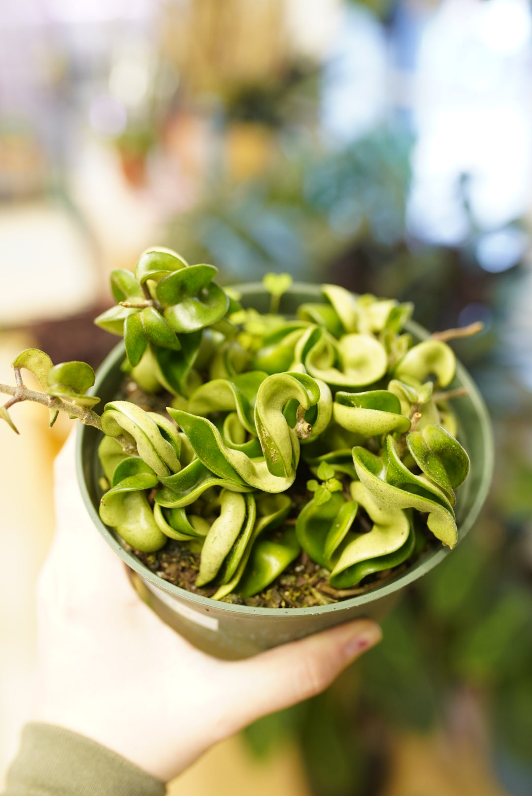 Hoya Hindu Rope 'Compacta'